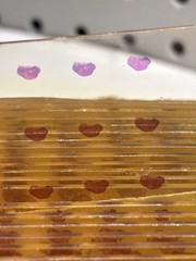 Vntg Prepared Microscope Slides & Clay Adams-Case & Ovary / Ovaries Slides 90+